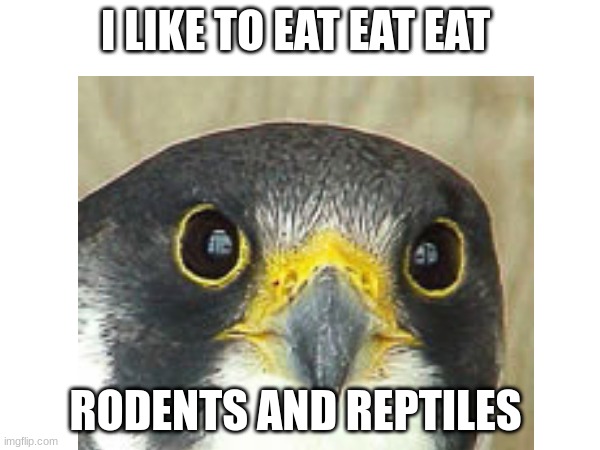 I LIKE TO EAT EAT EAT; RODENTS AND REPTILES | image tagged in funny memes | made w/ Imgflip meme maker