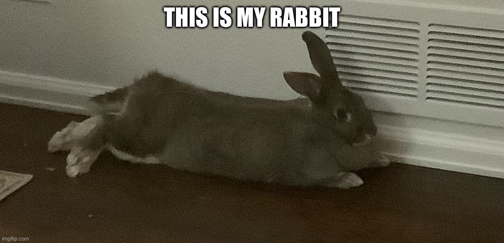 :) | THIS IS MY RABBIT | image tagged in funny | made w/ Imgflip meme maker