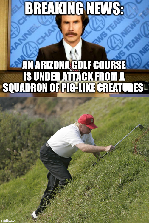 Well, it looks like a squadron, anyway. | BREAKING NEWS:; AN ARIZONA GOLF COURSE IS UNDER ATTACK FROM A SQUADRON OF PIG-LIKE CREATURES | image tagged in breaking news,trump golfing | made w/ Imgflip meme maker