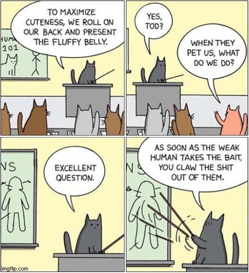 Cat Lectures:  Humans 101 | image tagged in cats,humans,petting,attack | made w/ Imgflip meme maker