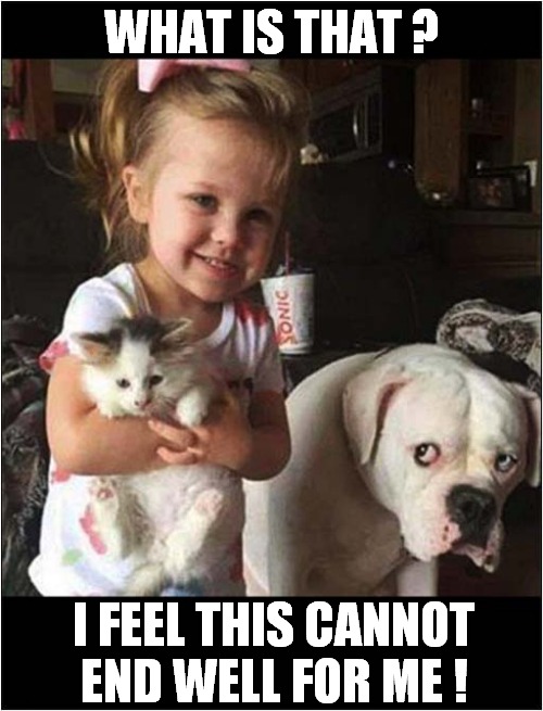 An Unwelcome Addition To The Family ! | WHAT IS THAT ? I FEEL THIS CANNOT END WELL FOR ME ! | image tagged in dogs,kitten,unwelcome | made w/ Imgflip meme maker