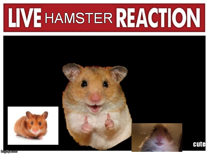 live hamster | HAMSTER; cute | image tagged in live reaction | made w/ Imgflip meme maker