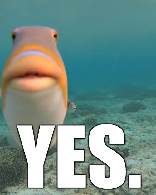 staring fish | YES. | image tagged in staring fish | made w/ Imgflip meme maker