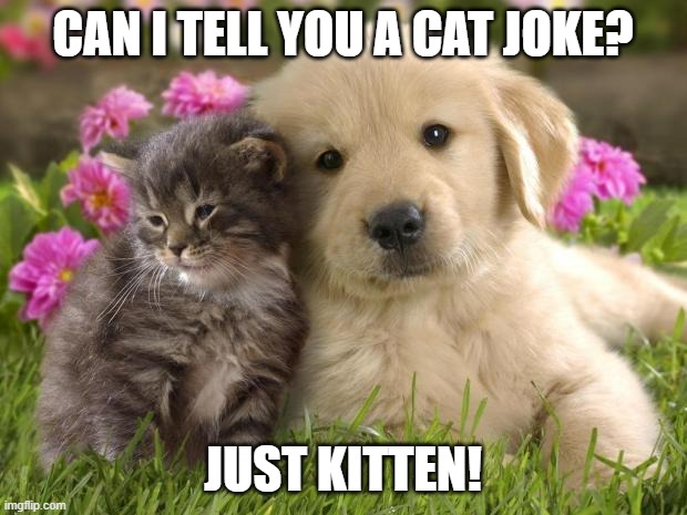 Daily Bad Dad Joke November 7, 2023 | CAN I TELL YOU A CAT JOKE? JUST KITTEN! | image tagged in puppies and kittens | made w/ Imgflip meme maker