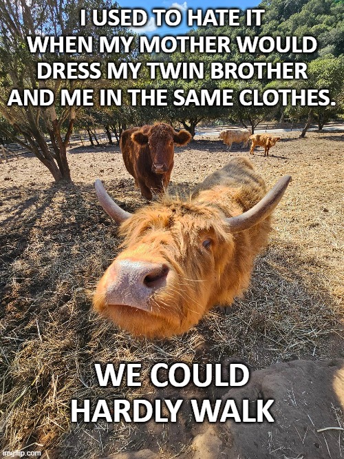 I USED TO HATE IT WHEN MY MOTHER WOULD DRESS MY TWIN BROTHER AND ME IN THE SAME CLOTHES. WE COULD HARDLY WALK | image tagged in cow,twins,joke | made w/ Imgflip meme maker