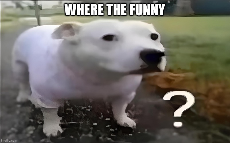 Huh Dog | WHERE THE FUNNY | image tagged in huh dog | made w/ Imgflip meme maker