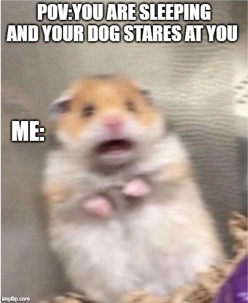 give me a title | POV:YOU ARE SLEEPING AND YOUR DOG STARES AT YOU; ME: | image tagged in scared hamster | made w/ Imgflip meme maker