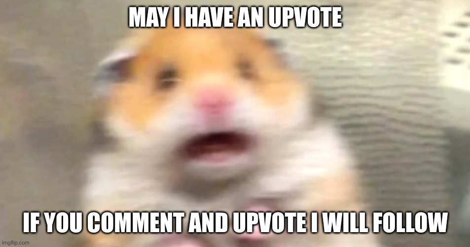 Hampster | MAY I HAVE AN UPVOTE; IF YOU COMMENT AND UPVOTE I WILL FOLLOW | image tagged in hampster | made w/ Imgflip meme maker