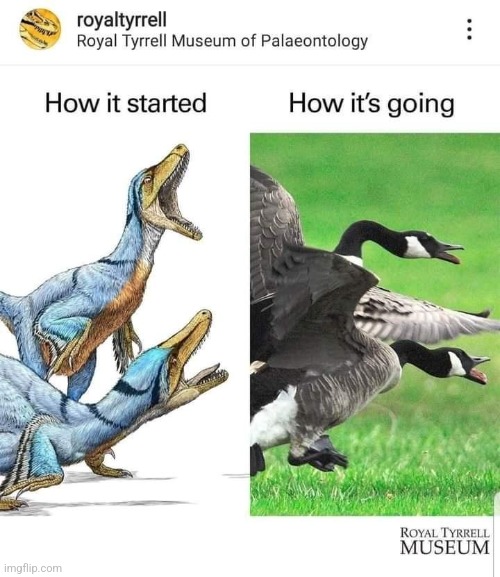Dino meme #4 | image tagged in stay blobby | made w/ Imgflip meme maker