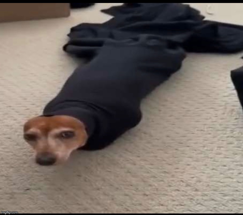 Doggo Blank Meme Template