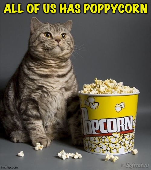 Cat eating popcorn | ALL OF US HAS POPPYCORN | image tagged in cat eating popcorn | made w/ Imgflip meme maker