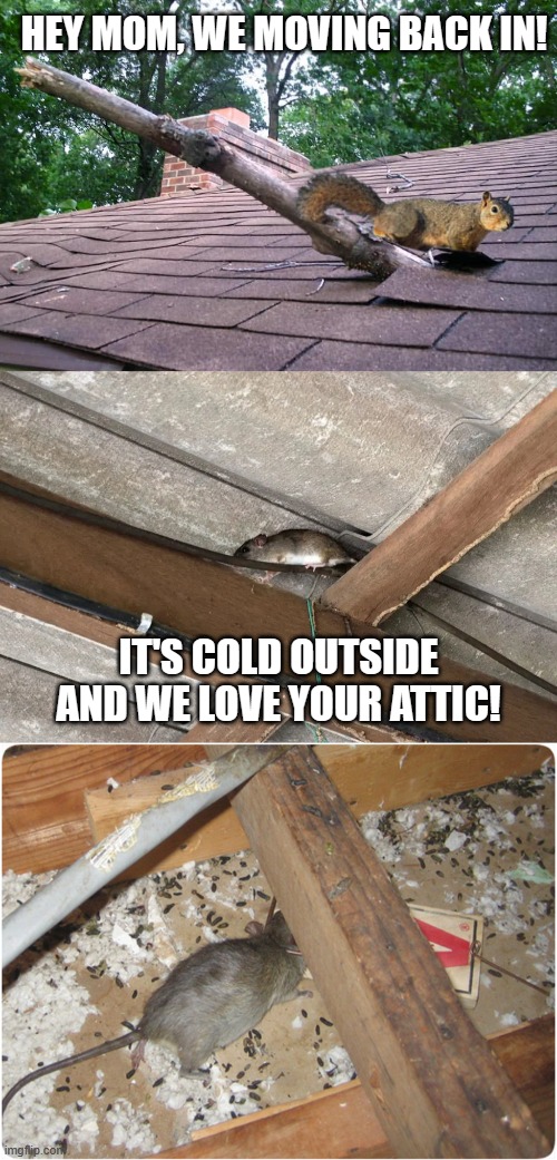 HEY MOM, WE MOVING BACK IN! IT'S COLD OUTSIDE AND WE LOVE YOUR ATTIC! | made w/ Imgflip meme maker