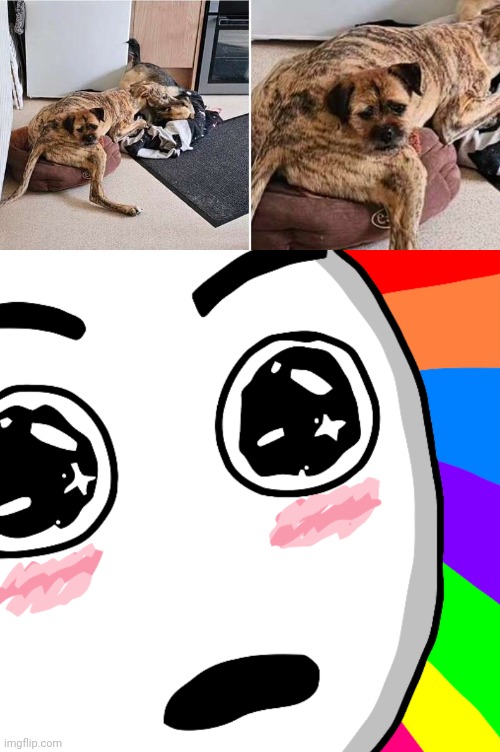 Dog optical illusion | image tagged in amazed face,optical illusion,memes,dogs,dog,heads | made w/ Imgflip meme maker