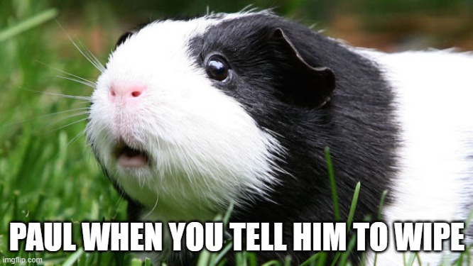 Scared Guinea Pig | PAUL WHEN YOU TELL HIM TO WIPE | image tagged in scared guinea pig | made w/ Imgflip meme maker