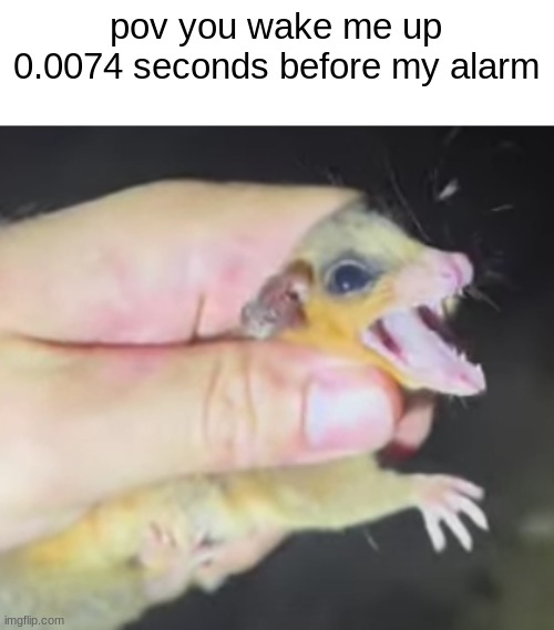 pov | pov you wake me up 0.0074 seconds before my alarm | image tagged in pov,mouse possum,possum,mouse,let him sleep | made w/ Imgflip meme maker