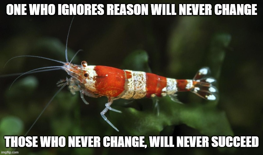 and those who never gain friendship, will stay cold forever | ONE WHO IGNORES REASON WILL NEVER CHANGE; THOSE WHO NEVER CHANGE, WILL NEVER SUCCEED | image tagged in split arsed fairy shrimp | made w/ Imgflip meme maker