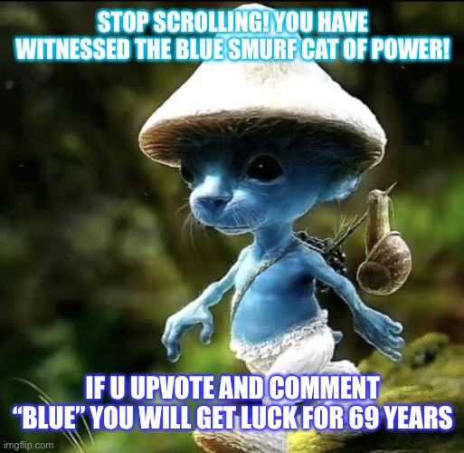 He is really rare as a fairy | STOP SCROLLING! YOU HAVE WITNESSED THE BLUE SMURF CAT OF POWER! IF U UPVOTE AND COMMENT “BLUE” YOU WILL GET LUCK FOR 69 YEARS | image tagged in blue smurf cat | made w/ Imgflip meme maker