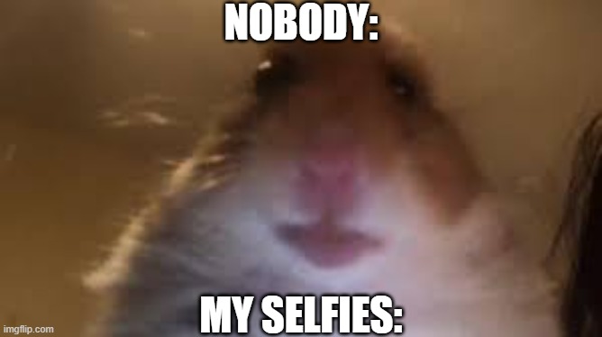 I don't take them | NOBODY:; MY SELFIES: | image tagged in facetime hamster,funny,funny memes,funny meme,relatable,memes | made w/ Imgflip meme maker