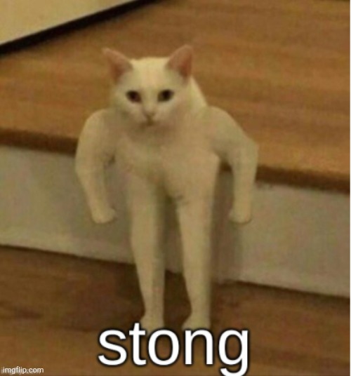 Stong cat | image tagged in stong cat | made w/ Imgflip meme maker