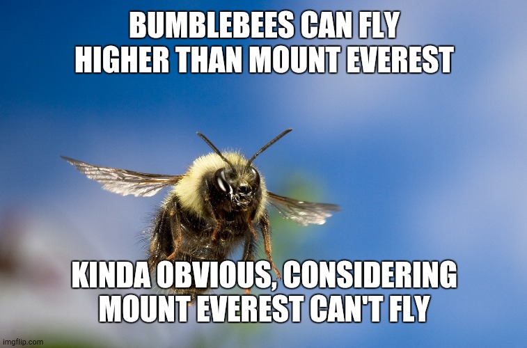 Bumblebee in flight | BUMBLEBEES CAN FLY HIGHER THAN MOUNT EVEREST; KINDA OBVIOUS, CONSIDERING MOUNT EVEREST CAN'T FLY | image tagged in meme,bumblebee,everest,fly | made w/ Imgflip meme maker