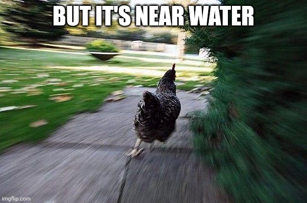 Meme | BUT IT'S NEAR WATER | image tagged in chicken running | made w/ Imgflip meme maker