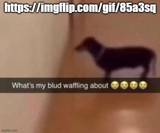 What's my blud waffling about | https://imgflip.com/gif/85a3sq | image tagged in what's my blud waffling about | made w/ Imgflip meme maker