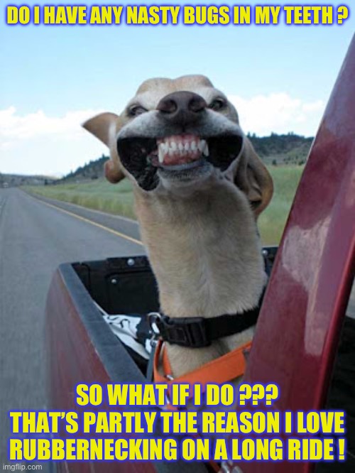 Rubbernecking Pooch | DO I HAVE ANY NASTY BUGS IN MY TEETH ? SO WHAT IF I DO ???
THAT’S PARTLY THE REASON I LOVE
RUBBERNECKING ON A LONG RIDE ! | image tagged in that feeling when | made w/ Imgflip meme maker