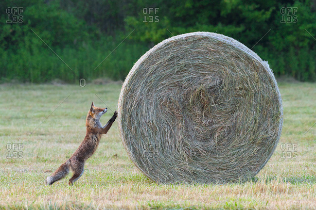 High Quality Fox Rolling a Hay Roll Blank Meme Template
