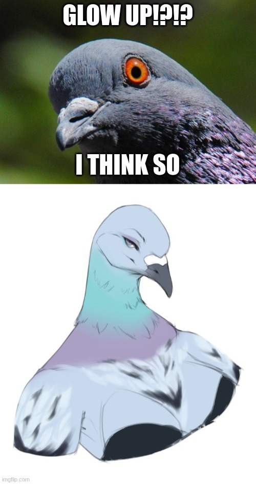 GLOW UP!?!? I THINK SO | image tagged in pigeon | made w/ Imgflip meme maker