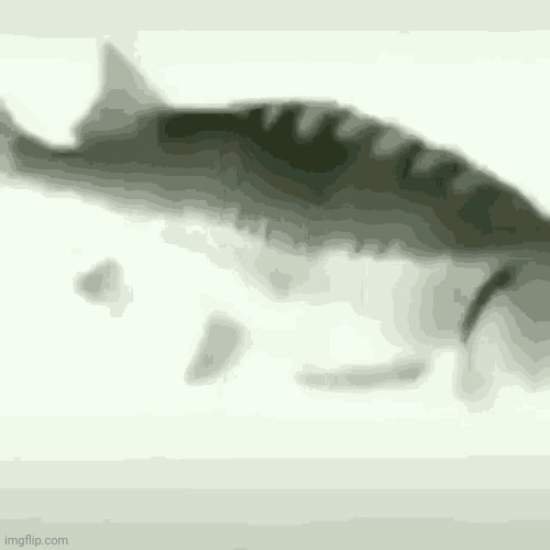 Fish | image tagged in fish | made w/ Imgflip meme maker