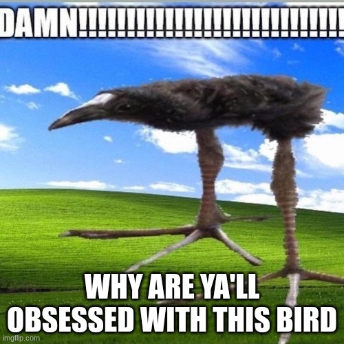 DAMN!!!!!!!!!!!!!!!!!!!!!!!!!!!! | WHY ARE YA'LL OBSESSED WITH THIS BIRD | image tagged in damn | made w/ Imgflip meme maker