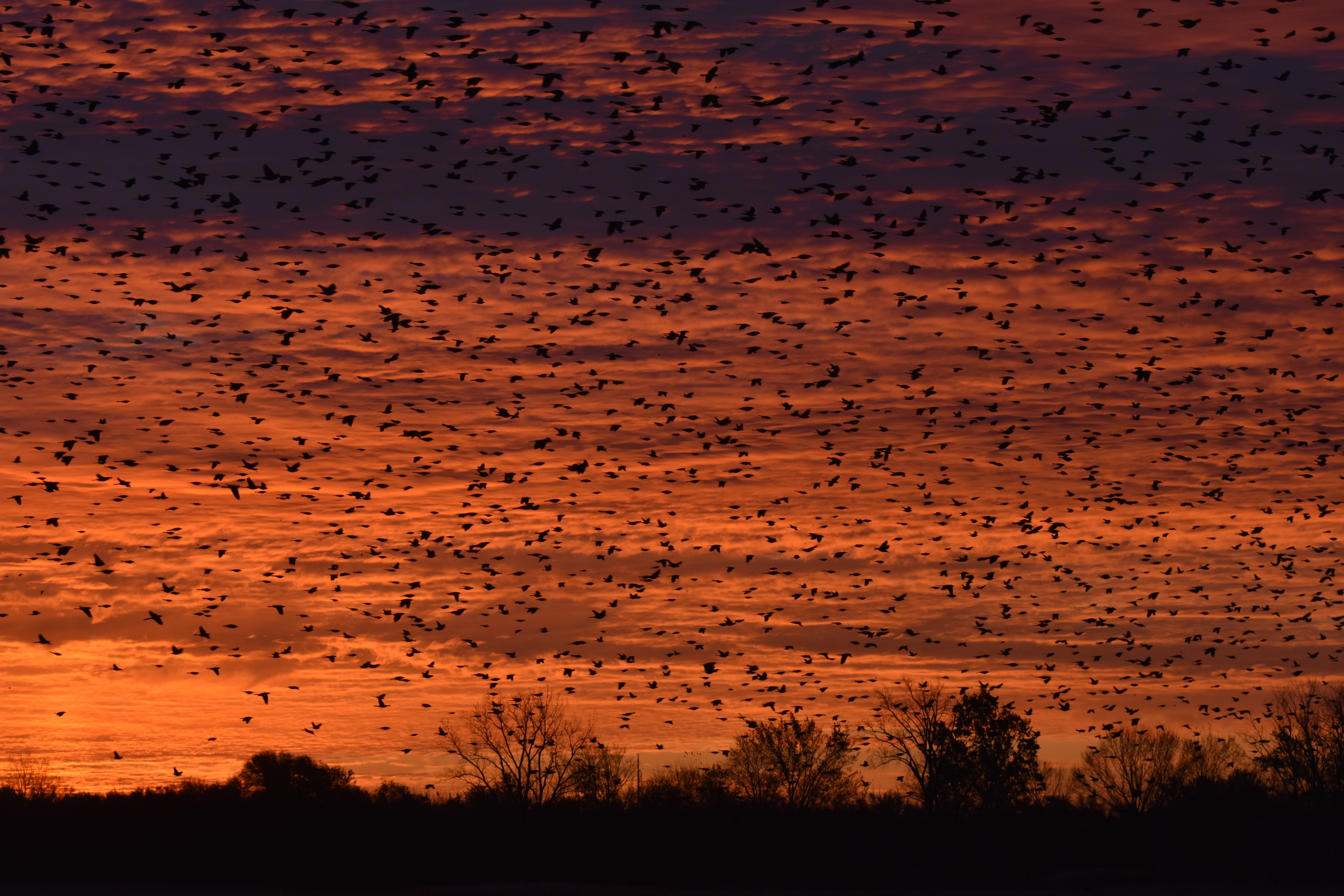 The great migration continues.  | image tagged in blackbirds,kewlew | made w/ Imgflip meme maker