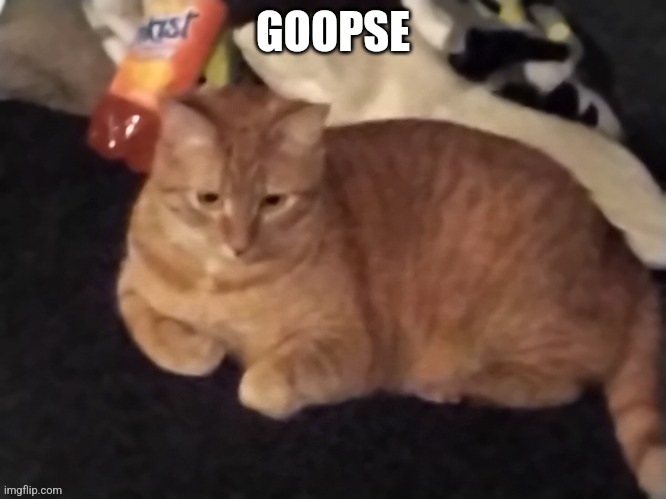 Goose | GOOPSE | image tagged in goose | made w/ Imgflip meme maker