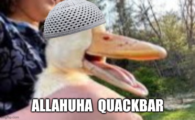 muslim duck | ALLAHUHA  QUACKBAR | image tagged in muslim | made w/ Imgflip meme maker