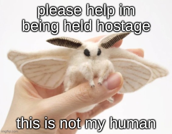 help | please help im being held hostage; this is not my human | made w/ Imgflip meme maker