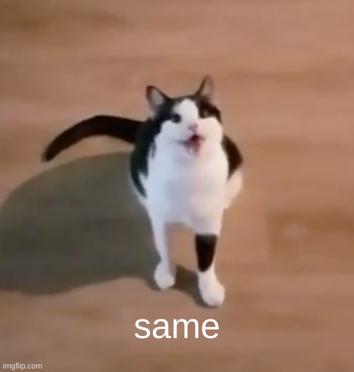 happy cat | same | image tagged in happy cat | made w/ Imgflip meme maker