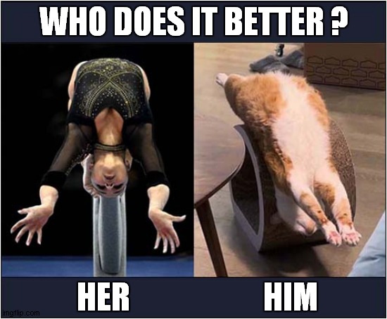 Competing Gymnasts ! | WHO DOES IT BETTER ? HER                     HIM | image tagged in cats,gymnastics | made w/ Imgflip meme maker