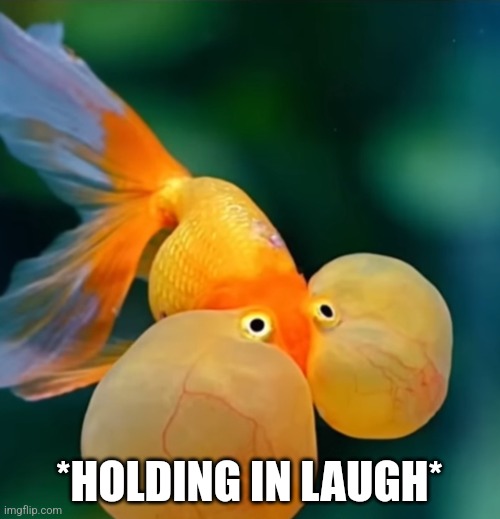 Fish holding in laugh | *HOLDING IN LAUGH* | image tagged in fish holding in laugh | made w/ Imgflip meme maker