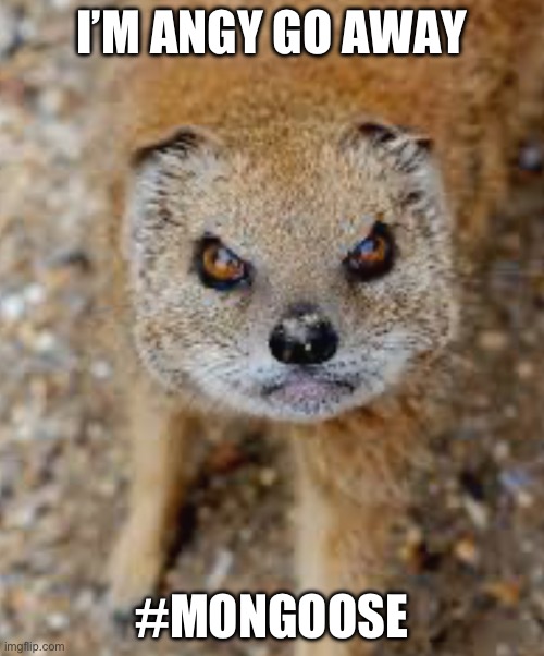 Mongoose | I’M ANGY GO AWAY; #MONGOOSE | image tagged in cute | made w/ Imgflip meme maker