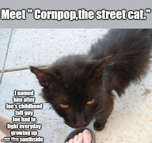 Cornpop the street cat. | Meet " Cornpop,the street cat."; I named him after Joe's childhood tuff guy Joe had to fight everyday growing up on the southside | image tagged in democrats | made w/ Imgflip meme maker