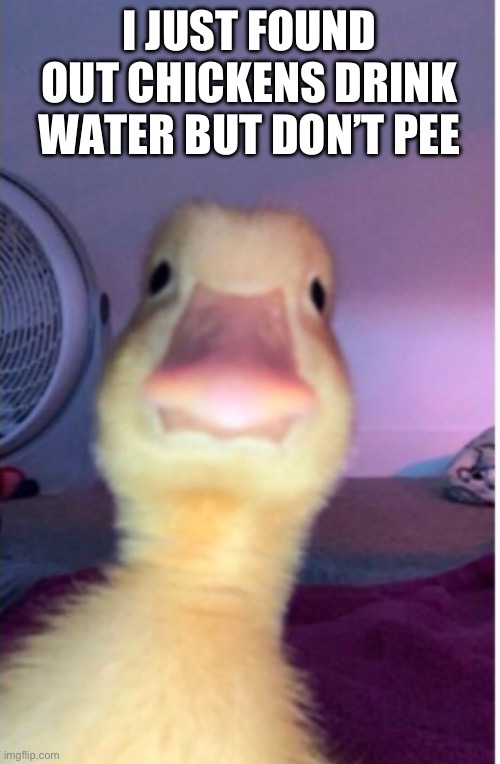 Like bruh this has got me thinking | I JUST FOUND OUT CHICKENS DRINK WATER BUT DON’T PEE | image tagged in funny memes,meme | made w/ Imgflip meme maker