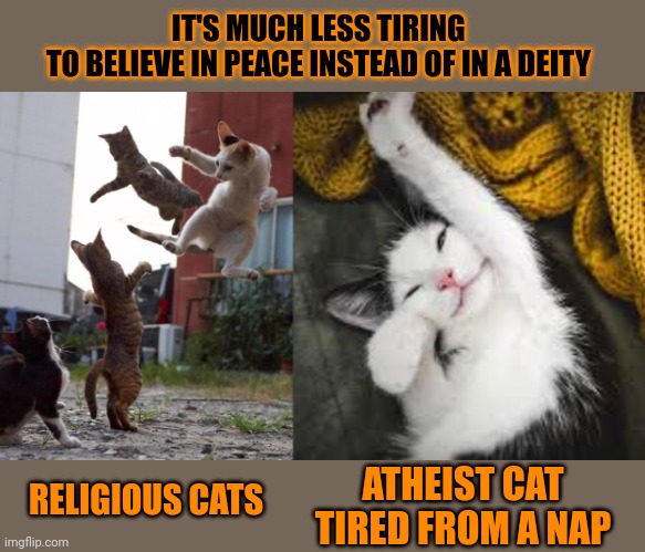 This #lolcat wonders why atheists are happier | IT'S MUCH LESS TIRING 
TO BELIEVE IN PEACE INSTEAD OF IN A DEITY; ATHEIST CAT
TIRED FROM A NAP; RELIGIOUS CATS | image tagged in religion,atheism,lolcat | made w/ Imgflip meme maker