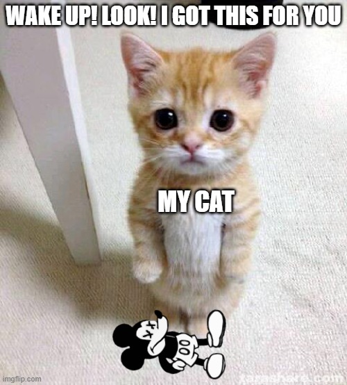 Cute Cat | WAKE UP! LOOK! I GOT THIS FOR YOU; MY CAT | image tagged in memes,cute cat | made w/ Imgflip meme maker