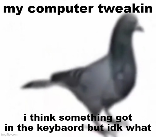 pigon | my computer tweakin; i think something got in the keybaord but idk what | image tagged in pigon | made w/ Imgflip meme maker