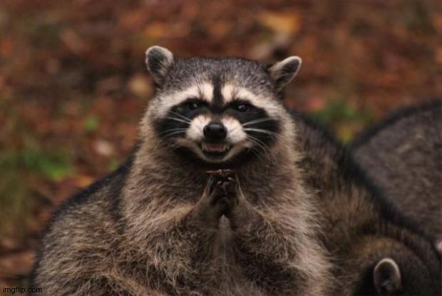 evil genius racoon | image tagged in evil genius racoon | made w/ Imgflip meme maker