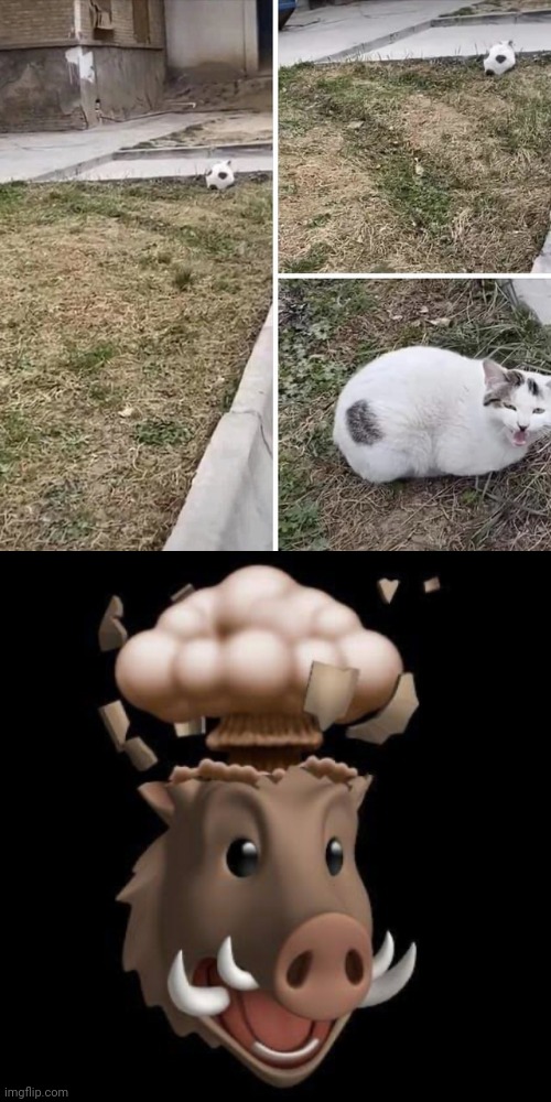 High Quality Cat soccer optical illusion Blank Meme Template