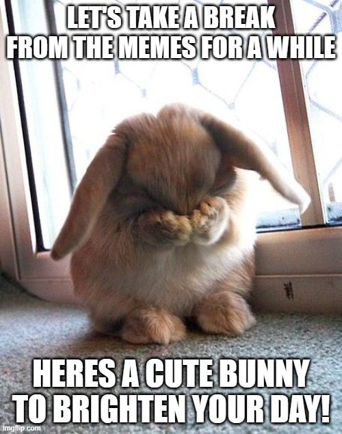 welcome to your happy place | LET'S TAKE A BREAK FROM THE MEMES FOR A WHILE; HERES A CUTE BUNNY TO BRIGHTEN YOUR DAY! | image tagged in embarrassed bunny | made w/ Imgflip meme maker