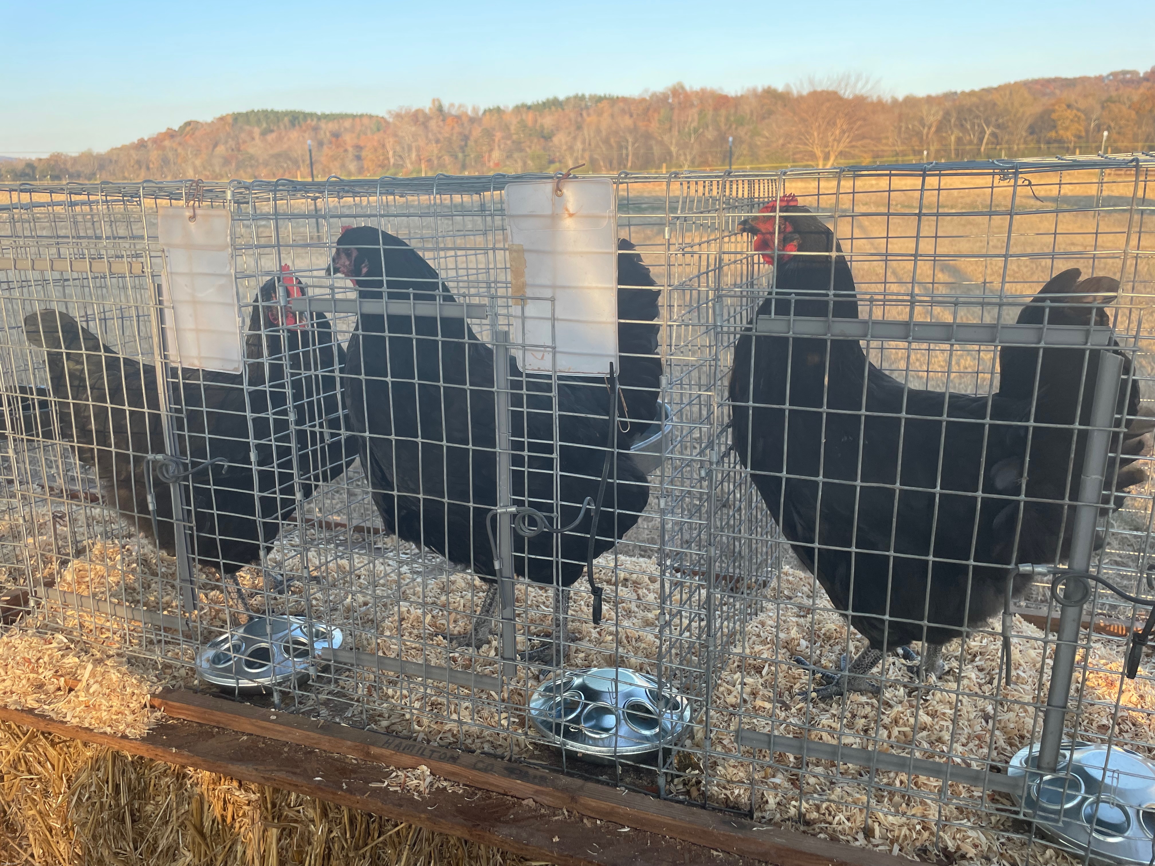 Do these 3 hens look worthy enough to win an auction? | made w/ Imgflip meme maker