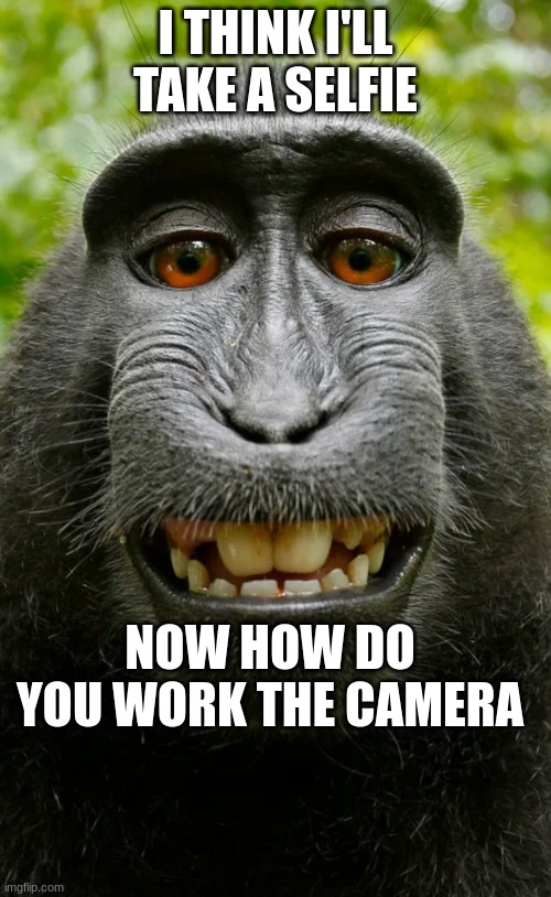 monkey pic | I THINK I'LL TAKE A SELFIE; NOW HOW DO YOU WORK THE CAMERA | image tagged in funny memes | made w/ Imgflip meme maker