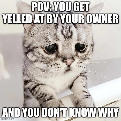 POV: YOU GET YELLED AT BY YOUR OWNER; AND YOU DON'T KNOW WHY | image tagged in sad cat,cat,cats,cute cat,funny cat memes | made w/ Imgflip meme maker